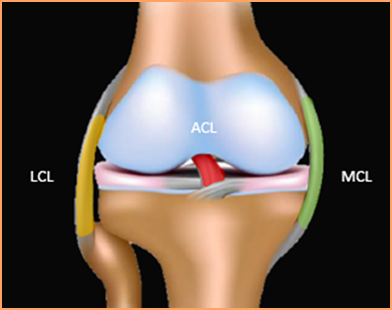 Knee-2
